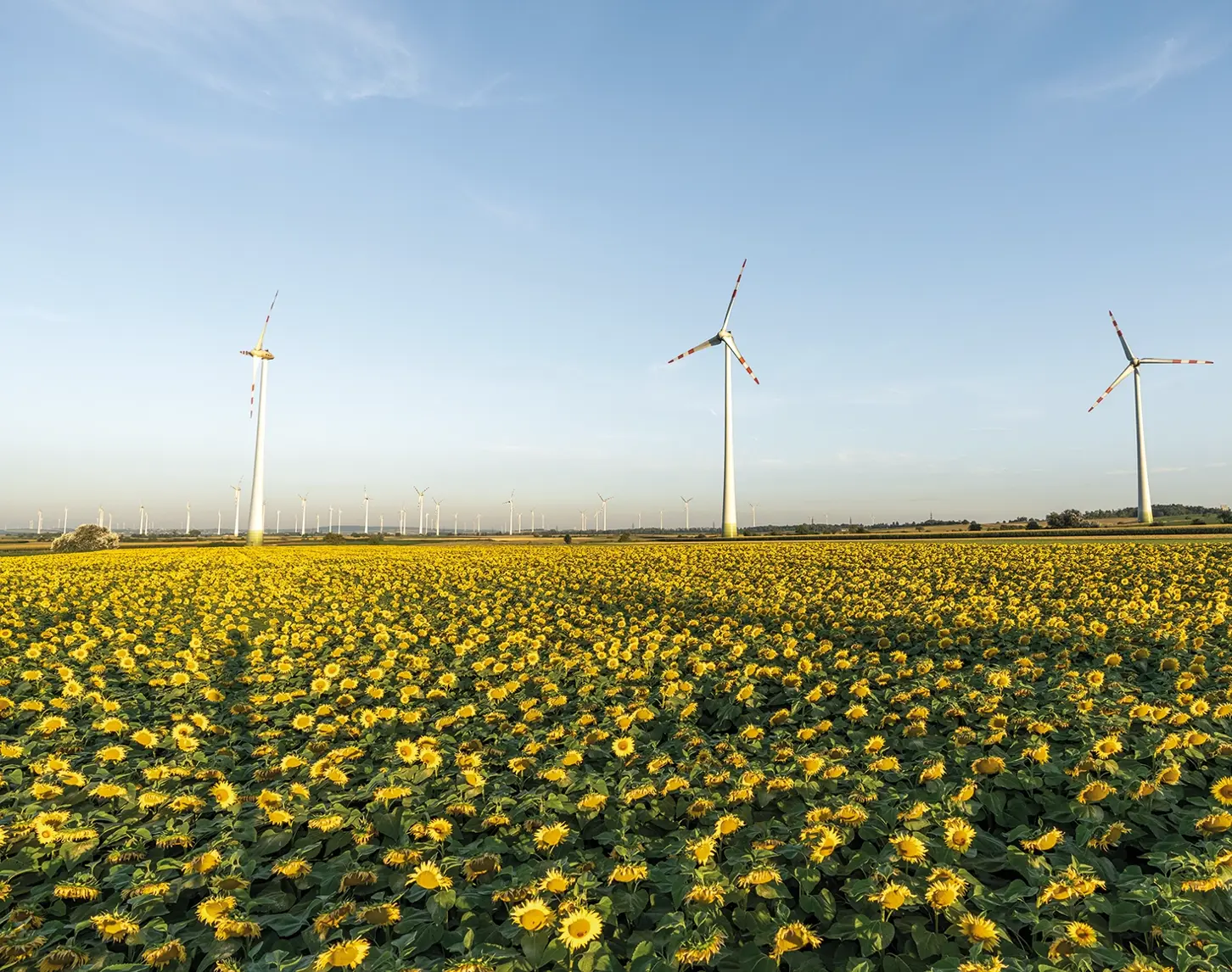 Im Vordergrund strahlen Sonnenblumen mit einem herrlich blauen Wetter um die Wetter. Im Hintergrund sind einige Windräder zu sehen.